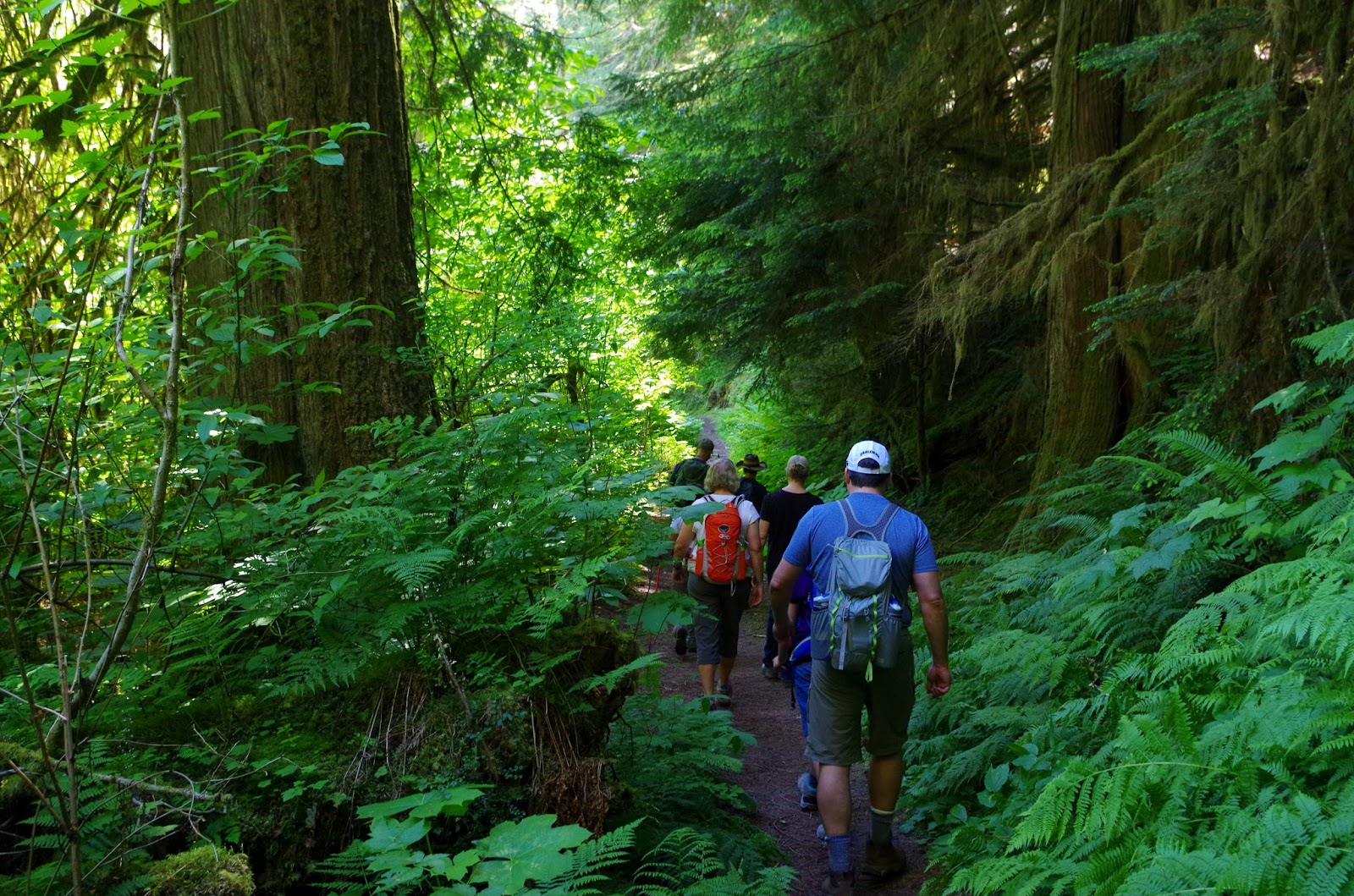 A person in a rain jacket walking alone along a quiet forest path under tall trees, suggesting contemplation and emotional processing